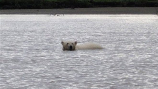 polar bear_yukon river